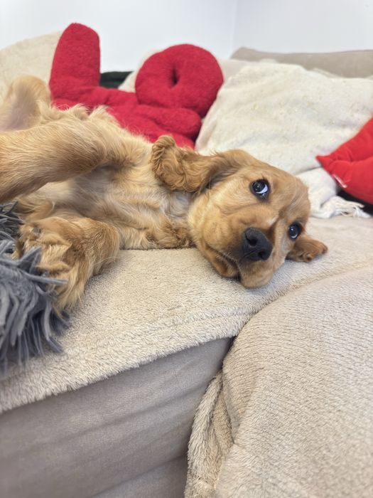 NUGAT szczenię Cocker Spaniel Angielski REZERWACJA