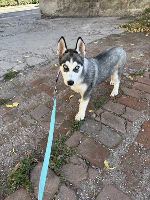 Husky syberian.