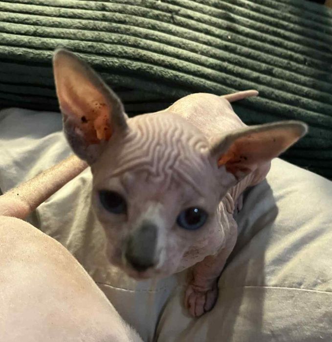 Sfinks Kanadyjski, kotka