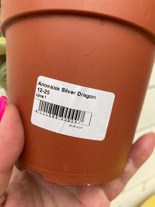 Алоказія Дракон Скайл