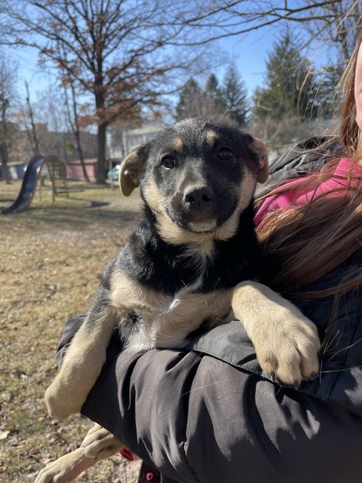 Ніжні дівчатка потребують дім!