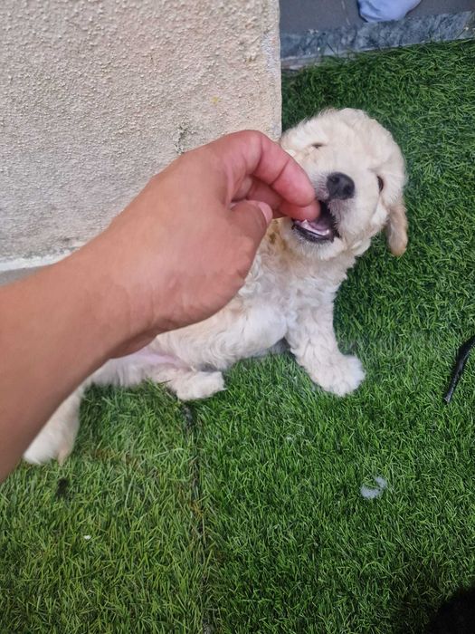 Caniches bebés para venda