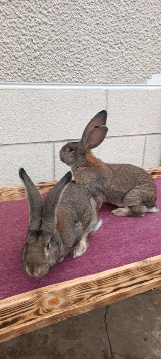 Кролі різних порід