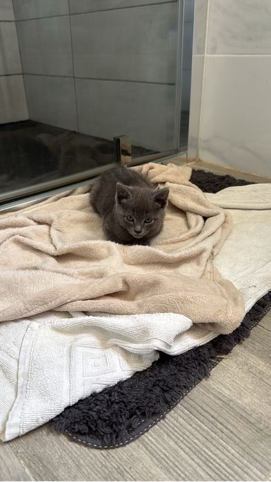 gatinho macho bebe para adocao