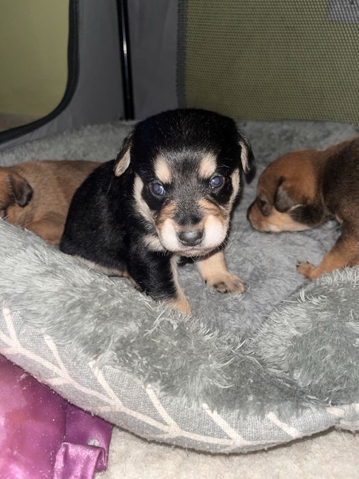 Oddam szczeniaki za darmo