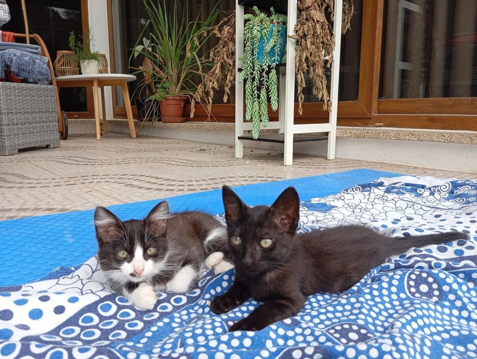 Gatinho macho para adoção