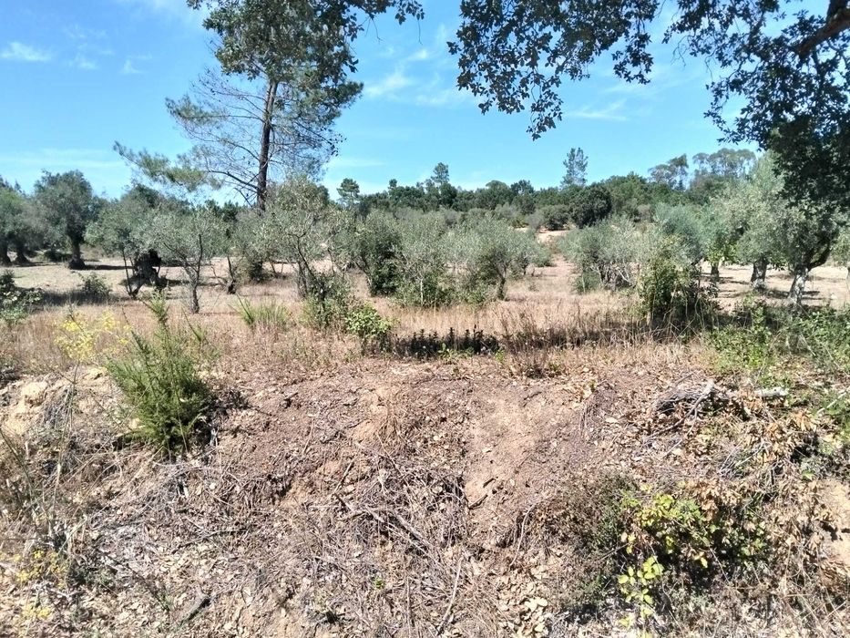 Terreno Rustico Inserido em zona de campo, localizado na periferia da Localidade