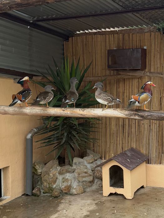 patos mandarim disponiveis