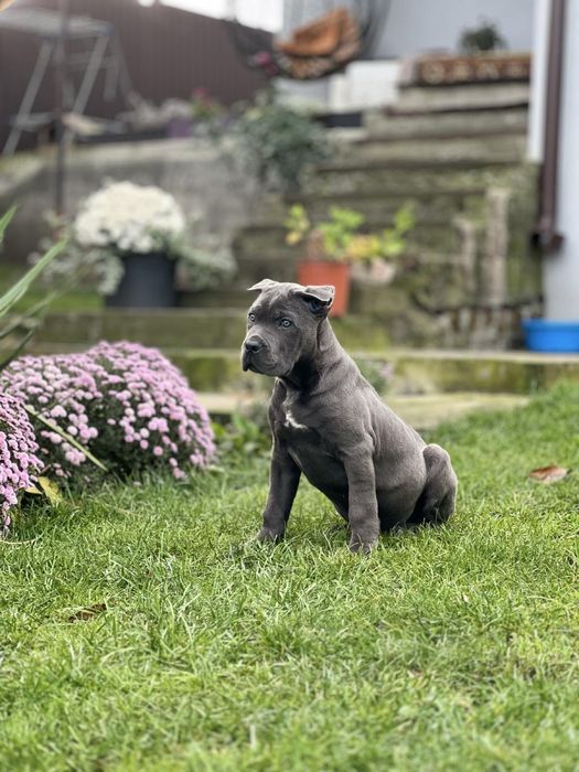 Кане корсо хлопчик.