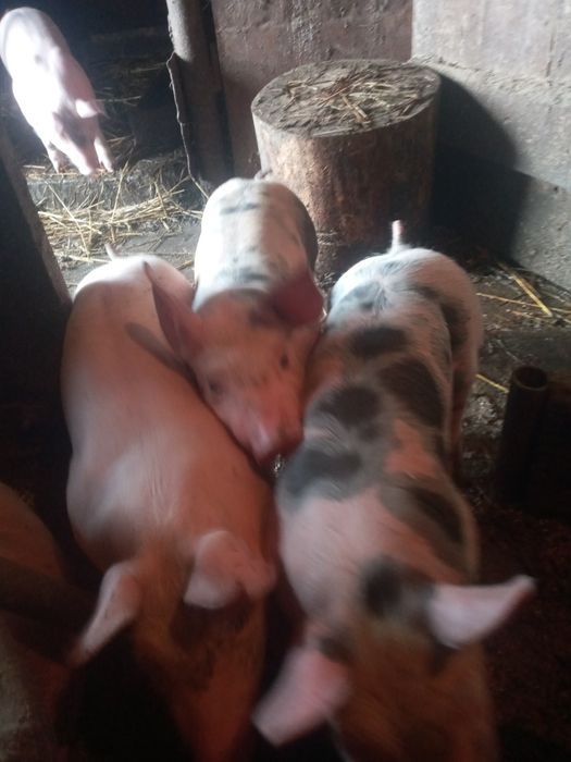 Продам поросята мясної породи