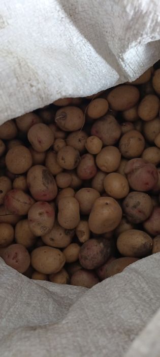 Продам дрібну картоплю переберки