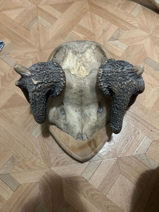 Poroże / Rogi / Wieniec