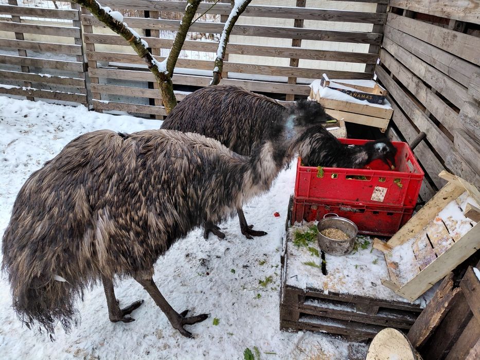 Emu samiec 4lata i samica 6lat