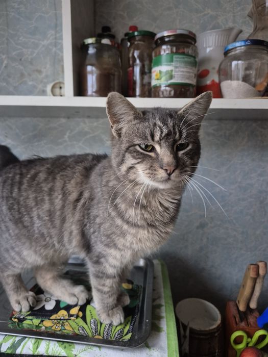 Отдам кота в добрые руки