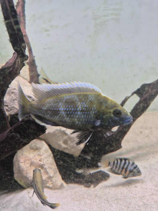 Nimbochromis venustus, malawi