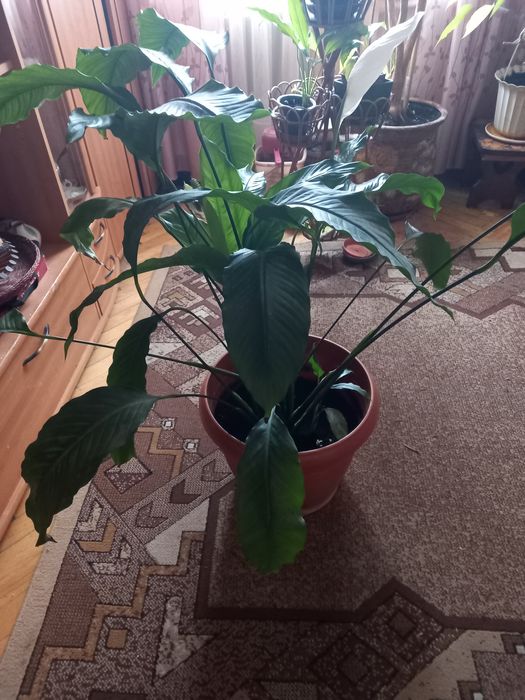 Кімнатні рослини