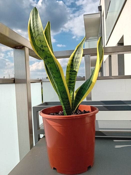 Sansewieria wężownica języki teściowej