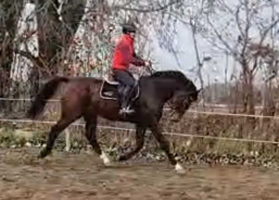 Ogier z licencją do sportu