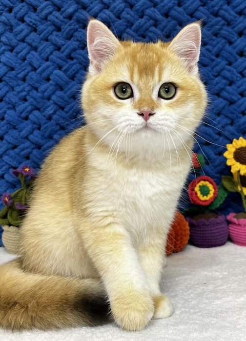 Шотландський золотий котик ny12
