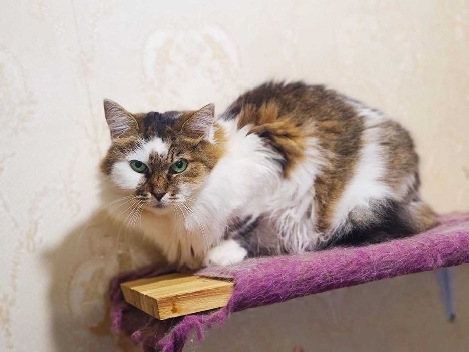 Ніжна пухнаста красуня-кішка Джуля з чарівними очима 3 р кошка кішечка