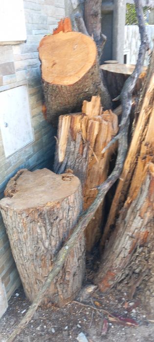 troncos de madeira cedro
