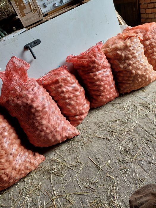 Ekologiczne ziemniaki jadalne i sadzeniaki
