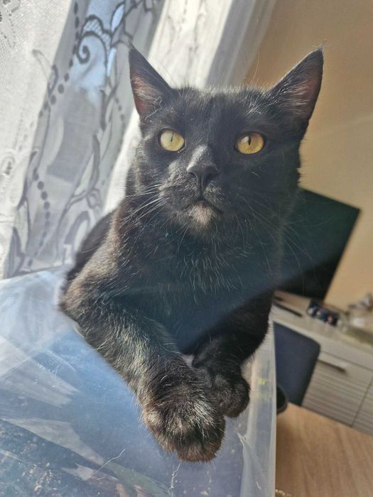 Przepiękny i mądry kot do adopcji