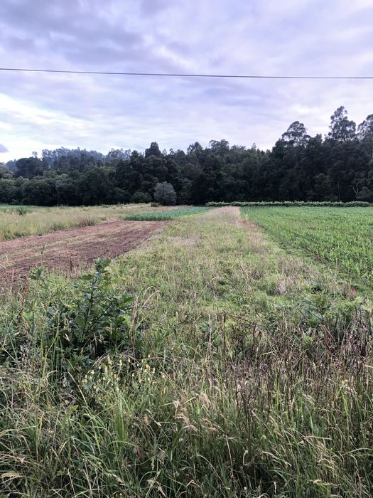 Terreno de 1.000m2 Trogal, Sao pedro D’Arcos, Ponte de Lima