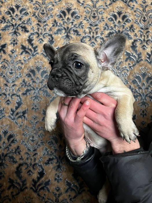Щенки французского бульдога