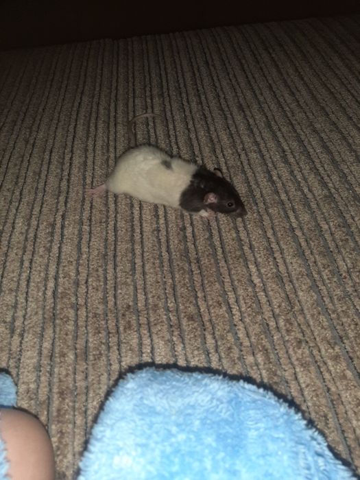 Криса в добрі руки