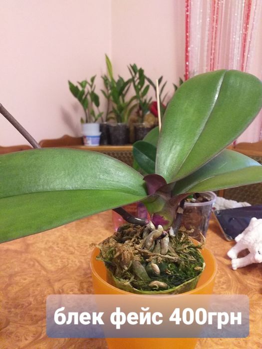 Продам орхідеї та їх дітки Вінниця