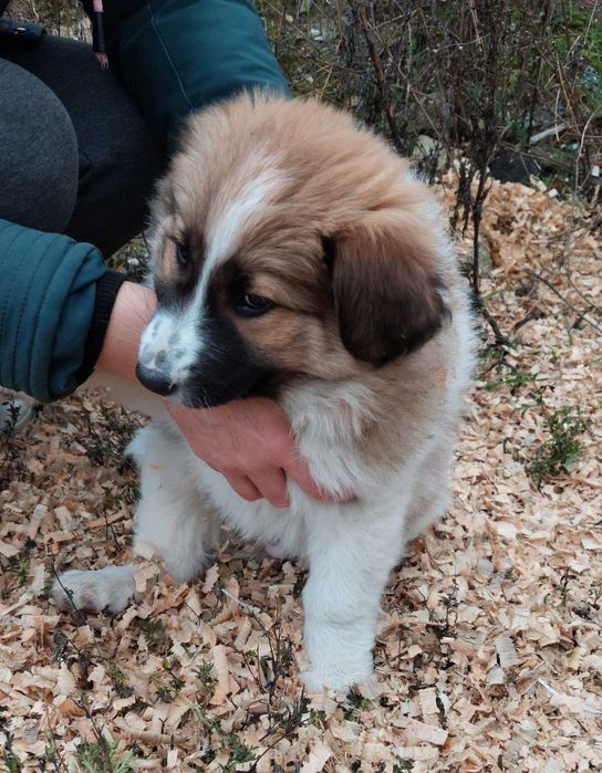 Отдам даром в хорошие руки