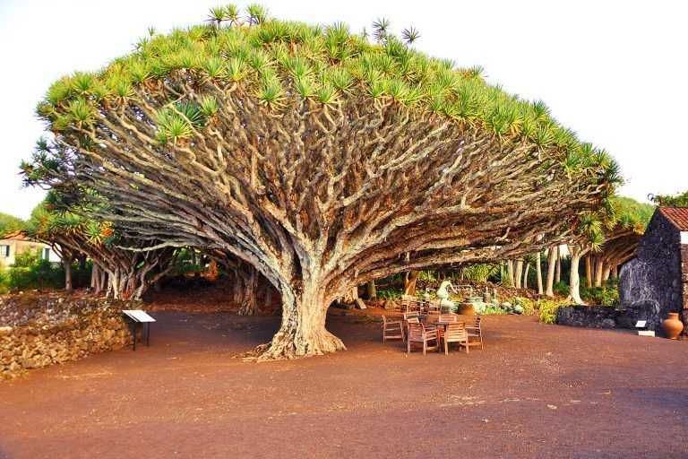 Sementes de dragoeiro açores (dracaena draco)