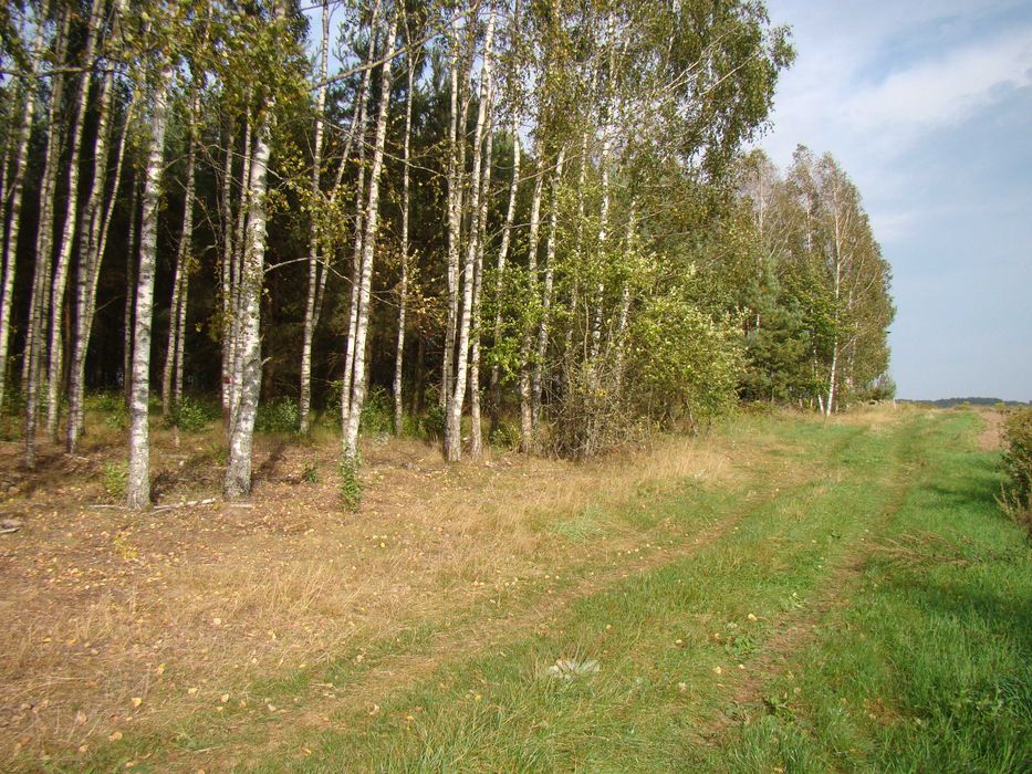 Sprzedam działka 3000m2 Wierzchlesie z lasem podatek 48zł