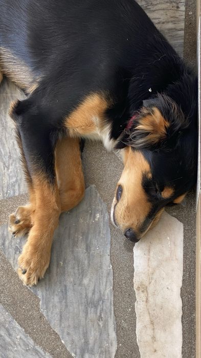 Petsitting 16€ - 24h