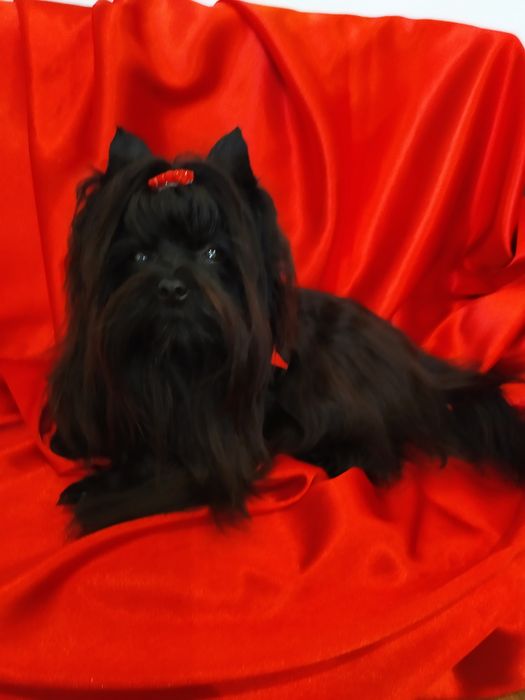 Maleńka Suczka Black Yorkshire terrier,nie biewer.