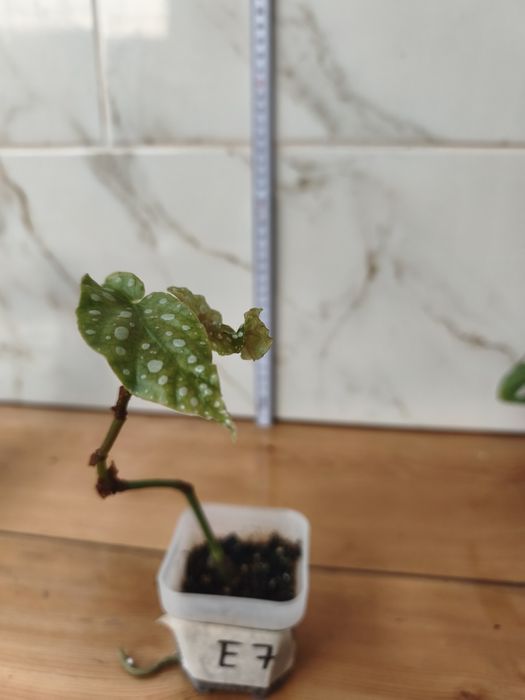 Lote de plantas baby