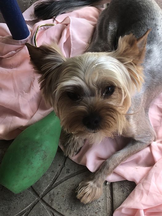 Вʼязка Бівер стандарт 3,4 кг Йоршинський терʼєр