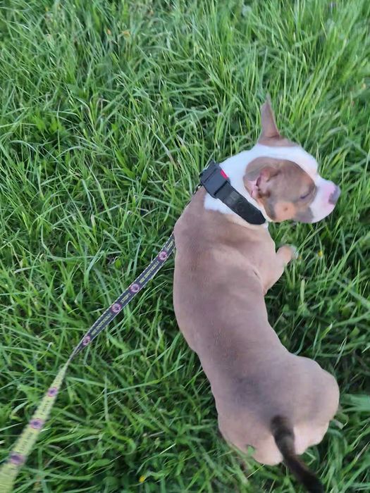 American Bully Pocket