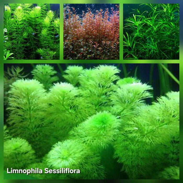 Pack 50x | 4 Espécies de Plantas de Aquário – Baixa Exigência