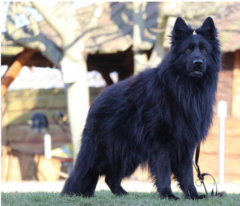 Owczarek czarny - krycie