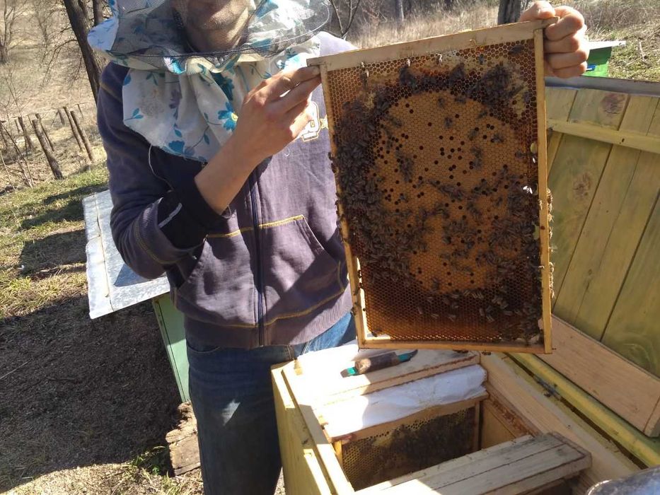 Продам Бджолопакети на ( українську ) Вертикальну рамку!