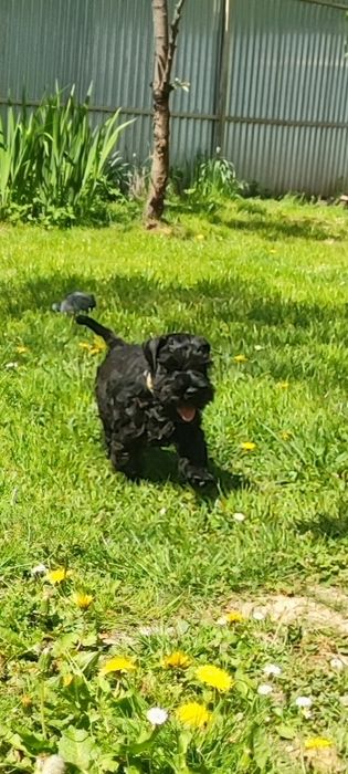 Чудо хлопчик цвергшнауцера