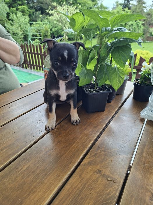 Maleńka Chihuahua