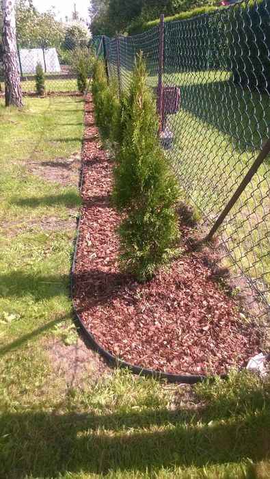 Thuja Tuja Szmaragd 90-140 cm donica 5 l SUPER JAKOŚĆ