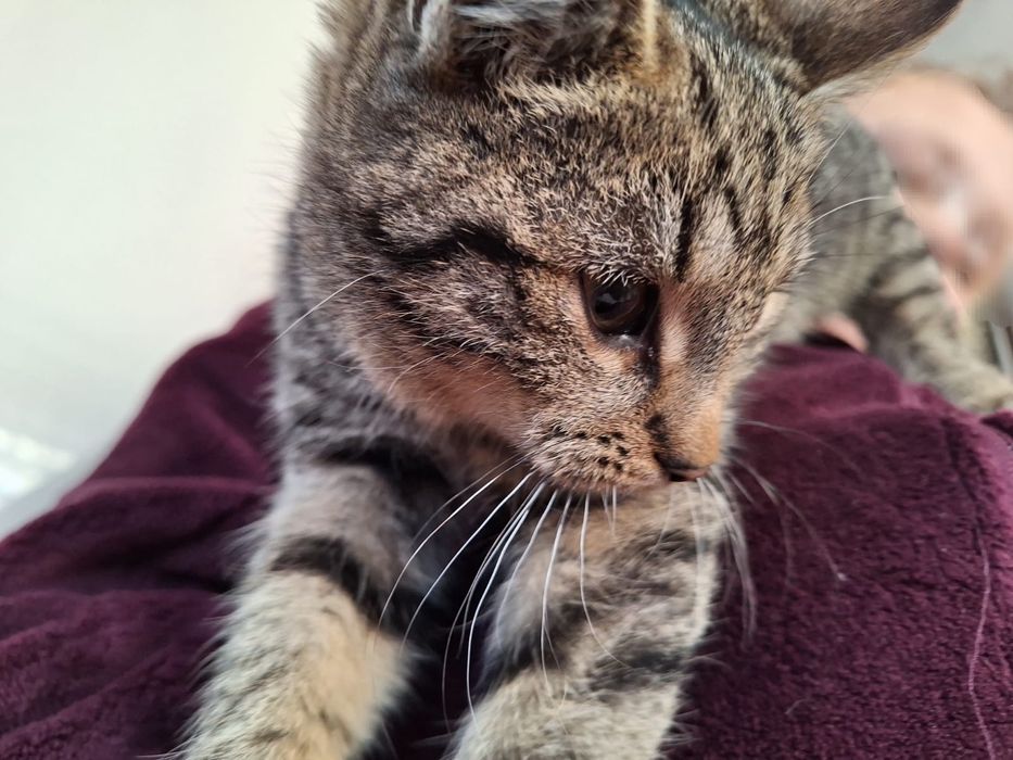 Oddam koty w dobre ręce