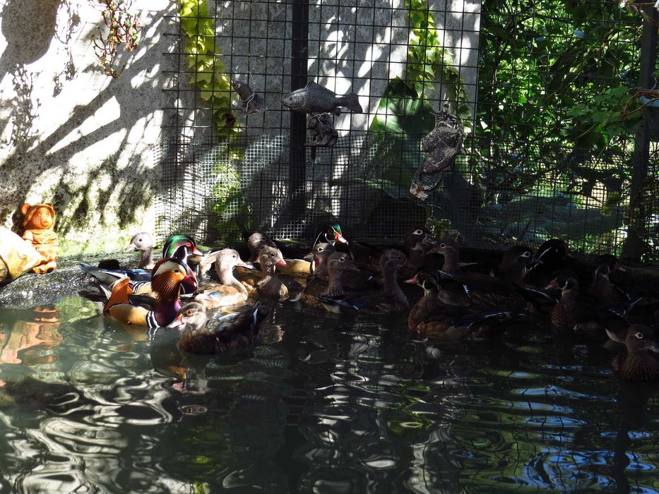 Casal pato mandarim de 2025