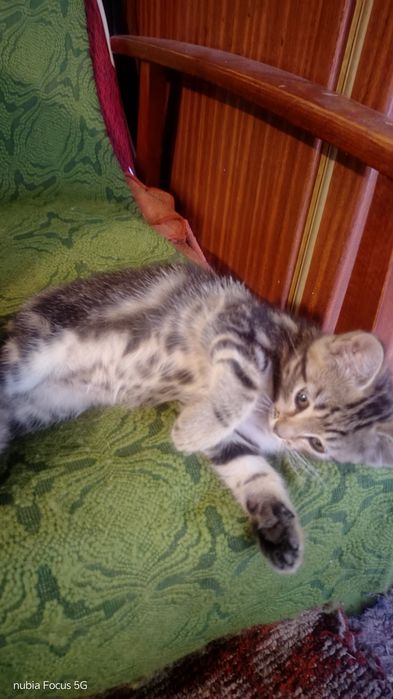 Кошенята у добрі руки