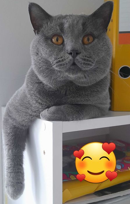 Reproduktor kot brytyjski krótkowłosy