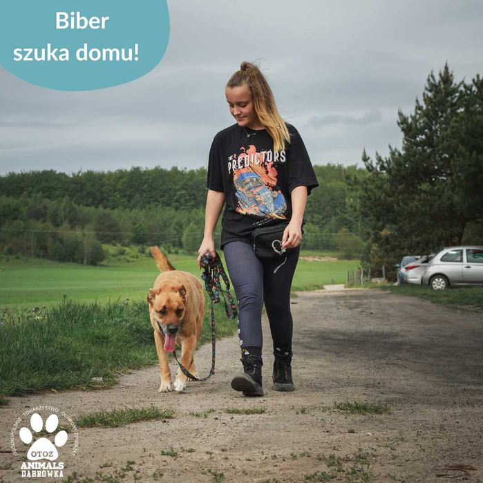 Biber szuka nowego domu